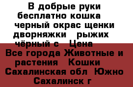 В добрые руки бесплатно,кошка,2.5черный окрас,щенки дворняжки,3 рыжих 1 чёрный,с › Цена ­ - - Все города Животные и растения » Кошки   . Сахалинская обл.,Южно-Сахалинск г.